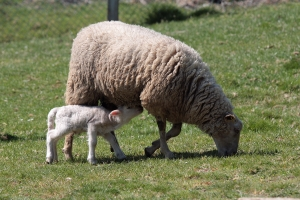 sheep_oi_reducerea_impozitului_pentru_producatorii_agricoli_food_news_romania