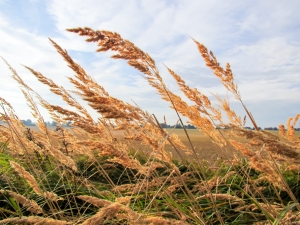 tall-summer-grains_food_news_romania