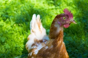agricultura_ecologica_food_news_romania_chicken
