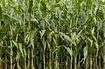corn fields photo