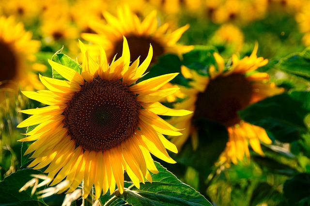sun flowers photo