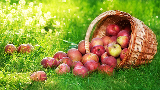 Photo of basket of apples