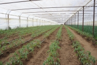Actualizarea numărului de cereri depuse pentru obţinerea sprijinului financiar pentru tomate cultivate în spaţii protejate